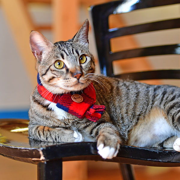 FIGARO SCARF
